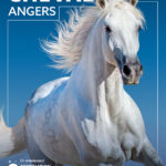 Salon du Cheval Angers 2024 : 8ème Edition